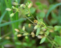 Attēlu rezultāti vaicājumam “Stellaria media bud”