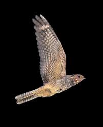 Attēlu rezultāti vaicājumam “Caprimulgus europaeus”