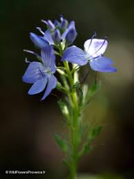 Attēlu rezultāti vaicājumam “Veronica austriaca subsp. teucrium leaf”