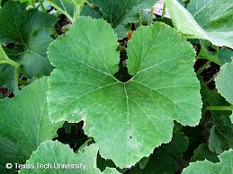 Attēlu rezultāti vaicājumam “Cucurbita pepo leaf”