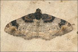 Attēlu rezultāti vaicājumam “Catarhoe cuculata”