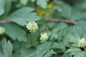 Attēlu rezultāti vaicājumam “Adoxa moschatellina flower”