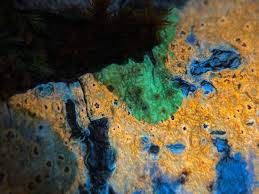 Attēlu rezultāti vaicājumam “Pertusaria leioplaca”