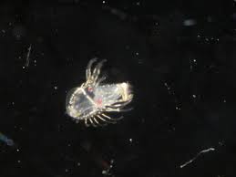 Attēlu rezultāti vaicājumam “Phronia sp. larva”