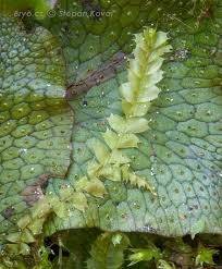 Attēlu rezultāti vaicājumam “Chiloscyphus”