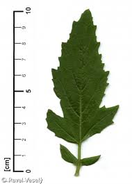 Attēlu rezultāti vaicājumam “Sinapis arvensis leaf”