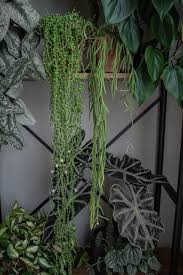 Image result for Alonsoa linearis