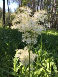 Attēlu rezultāti vaicājumam “Filipendula vulgaris fruit”