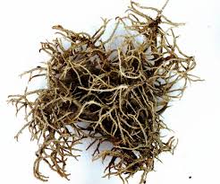 Attēlu rezultāti vaicājumam “Usnea hirta”