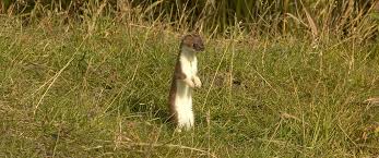 Attēlu rezultāti vaicājumam “Mustela erminea”