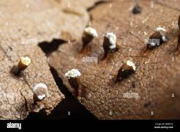 Attēlu rezultāti vaicājumam “Craterium minutum cf. var. brunneum macro”