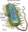 Beneficial Bacteria / FrontPage