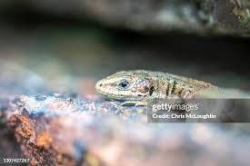 Attēlu rezultāti vaicājumam “Lacerta vivipara”