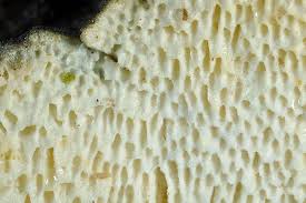 Attēlu rezultāti vaicājumam “Cinereomyces lindbladii”