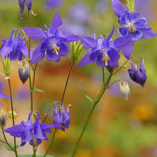 Image result for Aquilegia vulgaris
