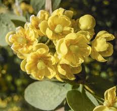 Attēlu rezultāti vaicājumam “Berberis vulgaris flower”
