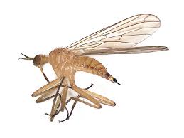 Attēlu rezultāti vaicājumam “Empididae”