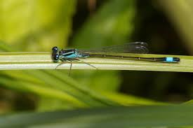 Attēlu rezultāti vaicājumam “Ischnura elegans”