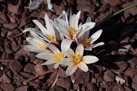 Attēlu rezultāti vaicājumam “Colchicum luteum flower”