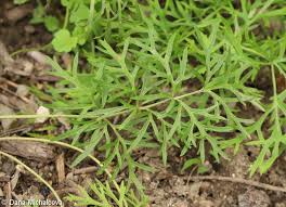 Attēlu rezultāti vaicājumam “Pulsatilla pratensis leaf”