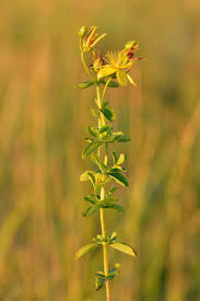 Attēlu rezultāti vaicājumam “Hypericum maculatum flower”