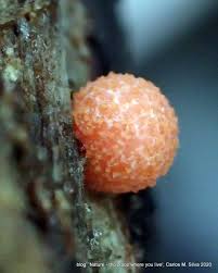 Attēlu rezultāti vaicājumam “Tubiferaceae”