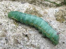 Attēlu rezultāti vaicājumam “Ptilodon capucina larva”