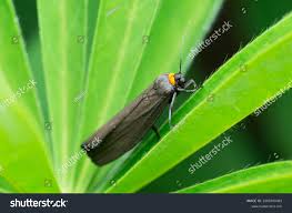 Attēlu rezultāti vaicājumam “Atolmis rubricollis”