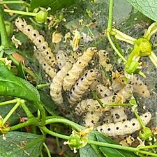 Attēlu rezultāti vaicājumam “Yponomeuta malinellus / cagnagella larva”