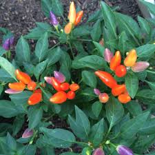 Afbeeldingsresultaat voor numex chimayo hot pepper