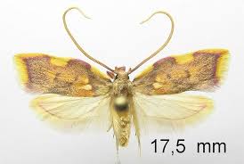 Attēlu rezultāti vaicājumam “Gelechia jakovlevi”