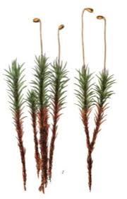 Attēlu rezultāti vaicājumam “Timmia megapolitana”