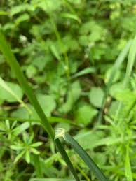 Attēlu rezultāti vaicājumam “Arrhenatherum elatius”