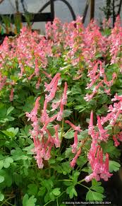 Attēlu rezultāti vaicājumam “Corydalis solida flower”