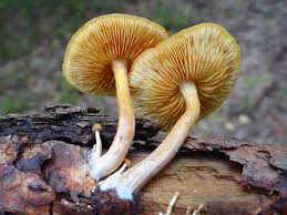 Attēlu rezultāti vaicājumam “Gymnopilus sapineus”