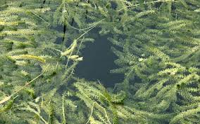 Attēlu rezultāti vaicājumam “Hydrilla verticillata leaf”