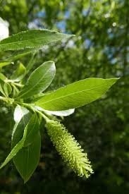 Attēlu rezultāti vaicājumam “Salix pentandra leaf”