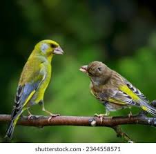 Attēlu rezultāti vaicājumam “Chloris chloris female”