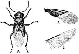 Attēlu rezultāti vaicājumam “Lygaeidae”