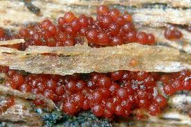 Attēlu rezultāti vaicājumam “Neonectria coccinea”