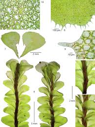 Attēlu rezultāti vaicājumam “Plagiochila porelloides sporophyte”