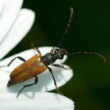 Attēlu rezultāti vaicājumam “Paracorymbia maculicornis”