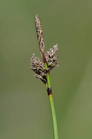 Attēlu rezultāti vaicājumam “Carex ericetorum”