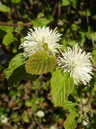 Attēlu rezultāti vaicājumam “Fothergilla major”