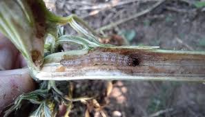 Attēlu rezultāti vaicājumam “Trichia flavicoma stalked”