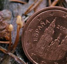 Attēlu rezultāti vaicājumam “Heyderia abietis”