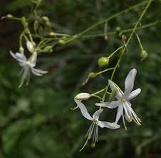 Attēlu rezultāti vaicājumam “Anthericum ramosum”