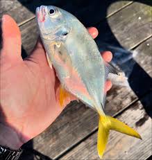 Image result for Caranx hippos