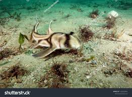 Image result for Heterodontus portusjacksoni