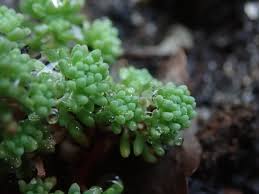 Attēlu rezultāti vaicājumam “Sedum pallidum bud”